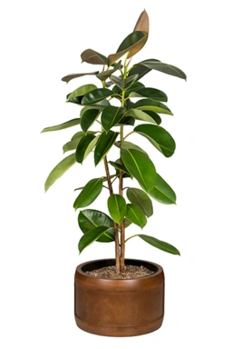 حلقه زمینی افقی